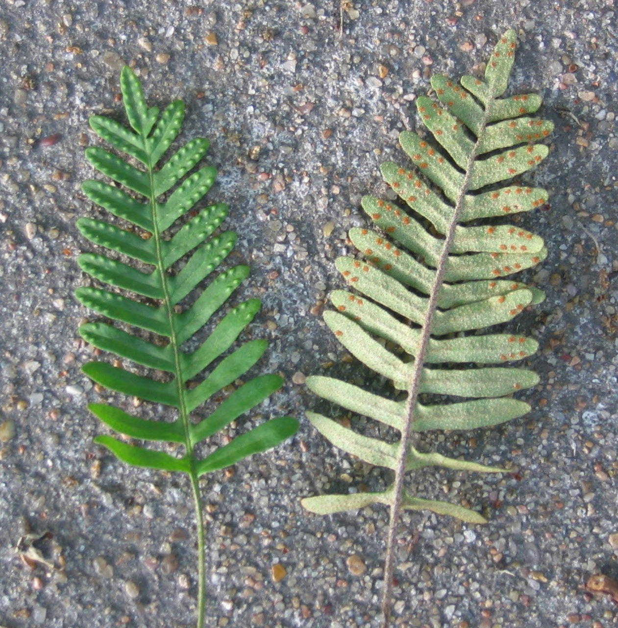 Ormbunkar